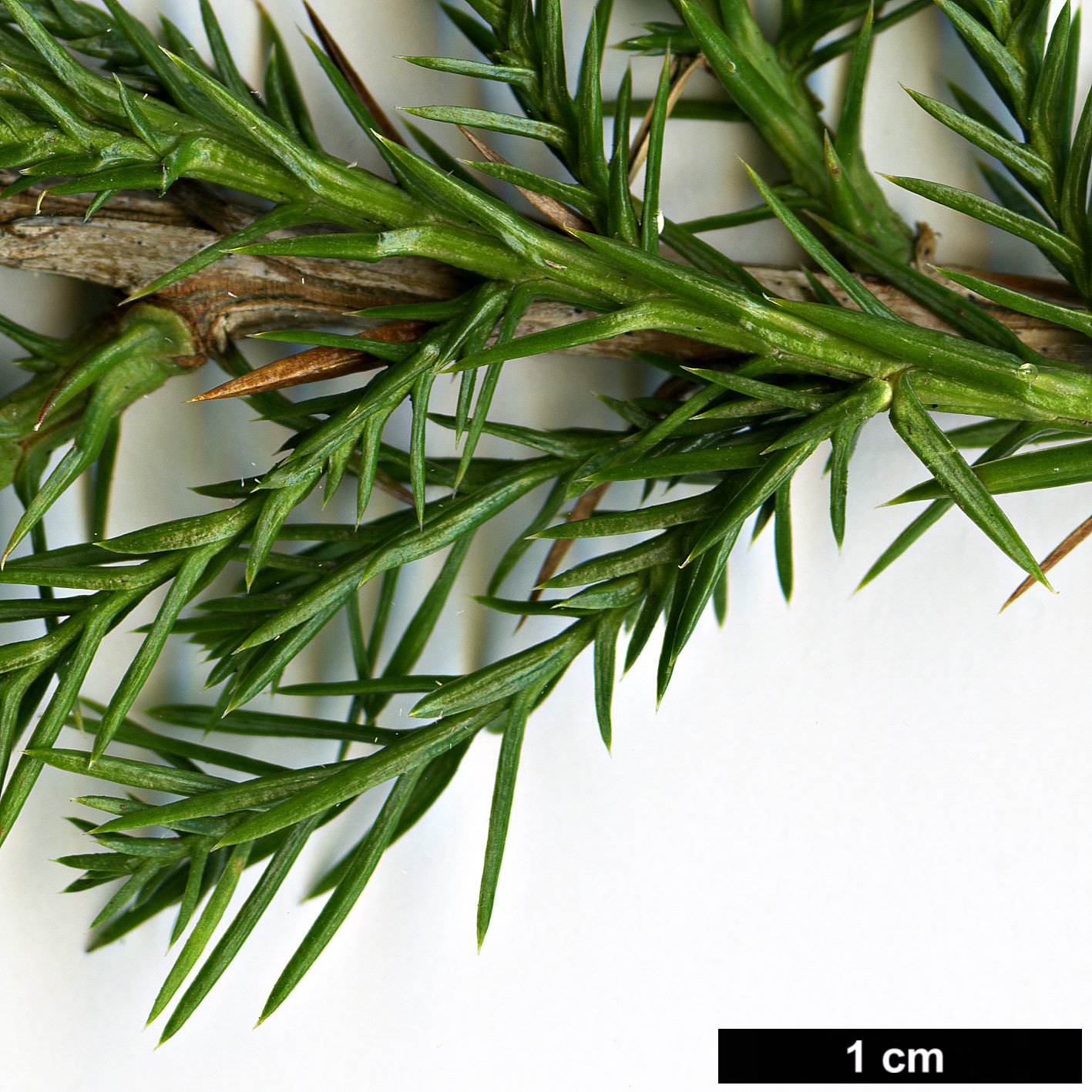 High resolution image: Family: Cupressaceae - Genus: Juniperus - Taxon: virginiana - SpeciesSub: var. silicicola